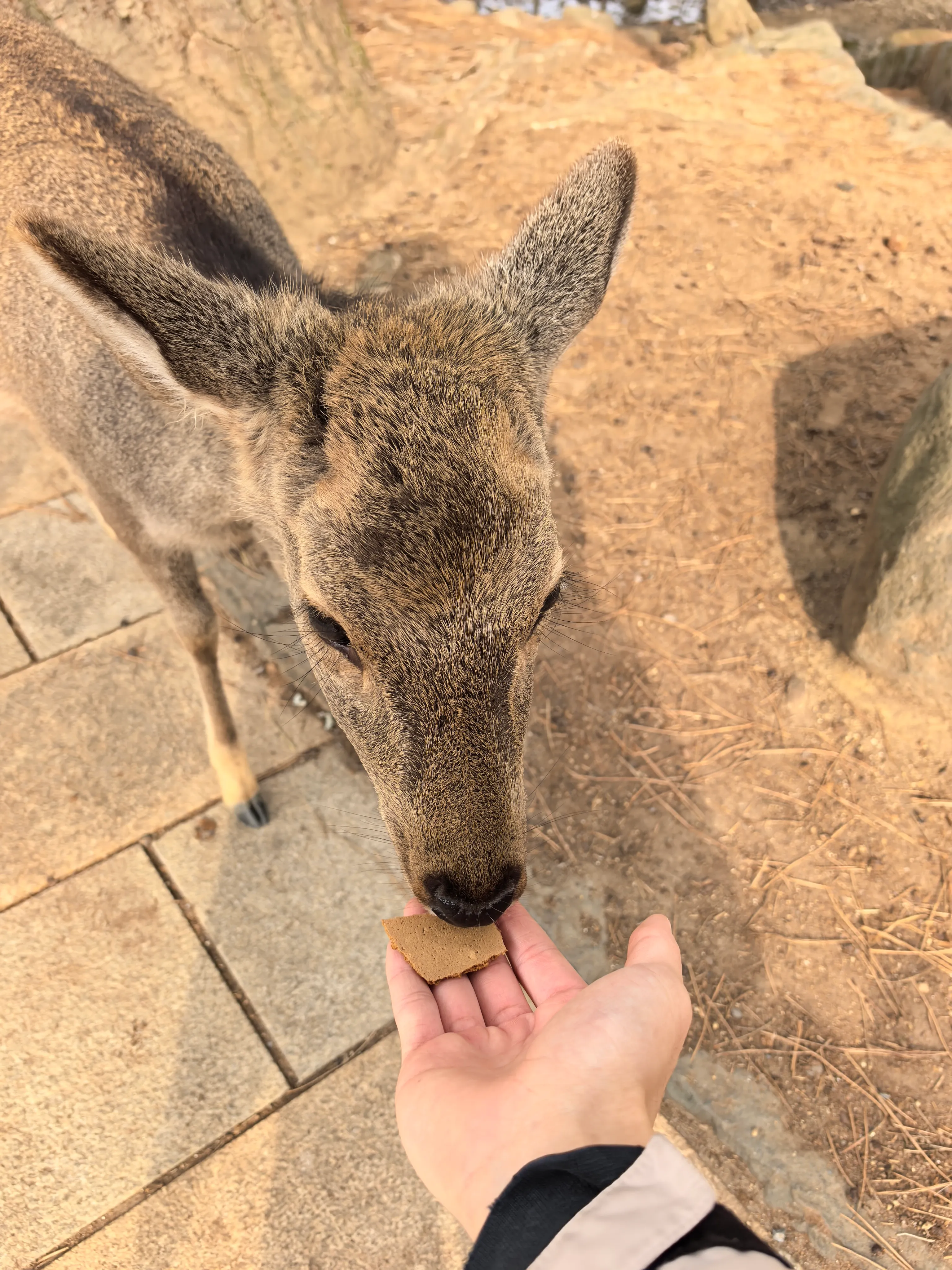 京都旅行途中拍摄的照片
